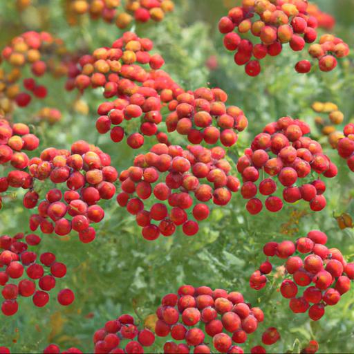 Benefits of growing tanacetum coccineum robinsons red