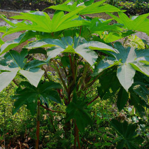 Benefits of growing tetrapanax papyrifer rex