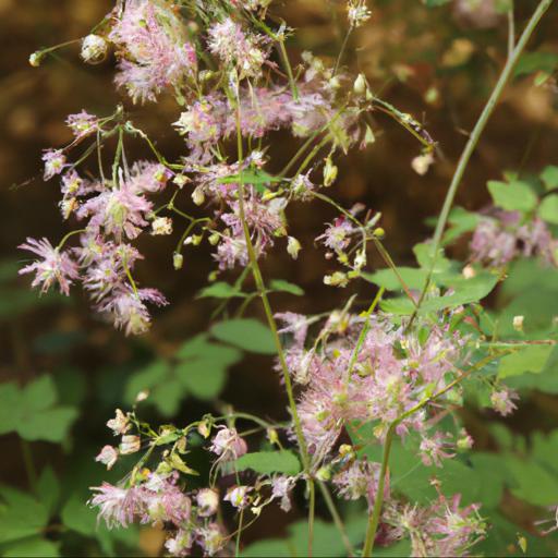 Benefits of growing thalictrum aquilegiifolium var