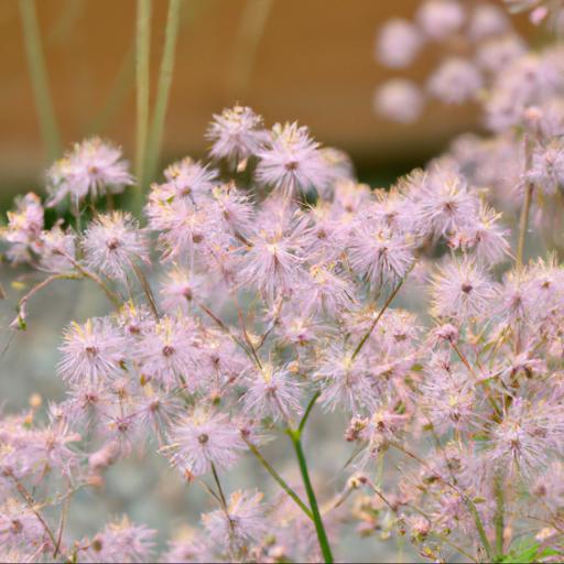 Benefits of growing thalictrum filamentosum