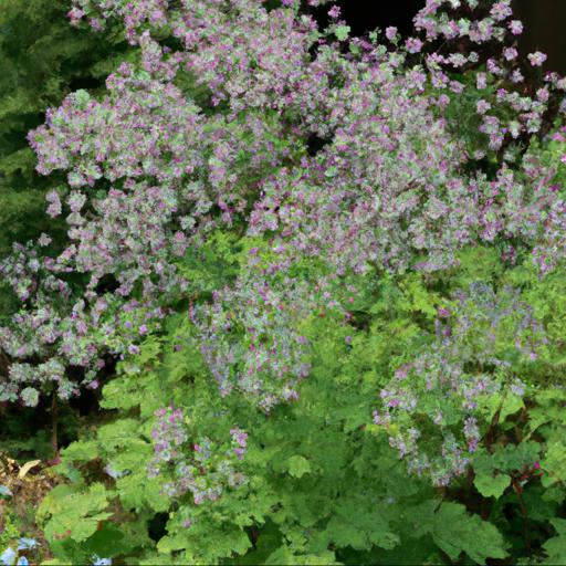 Benefits of growing thalictrum kiusianum