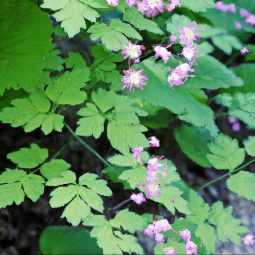 Benefits of growing thalictrum minus adiantifolium