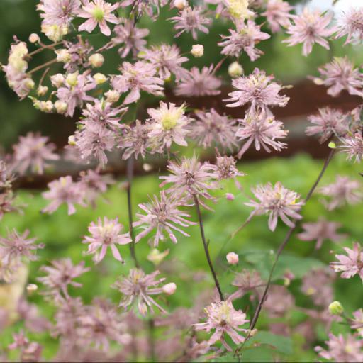 Benefits of growing thalictrum tuberiferum