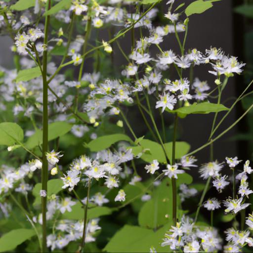 Benefits of growing thalictrum tuberosum