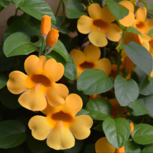 Benefits of growing thunbergia alata arizona glow