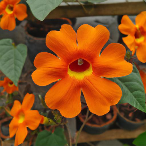 Benefits of growing thunbergia alata superstar orange