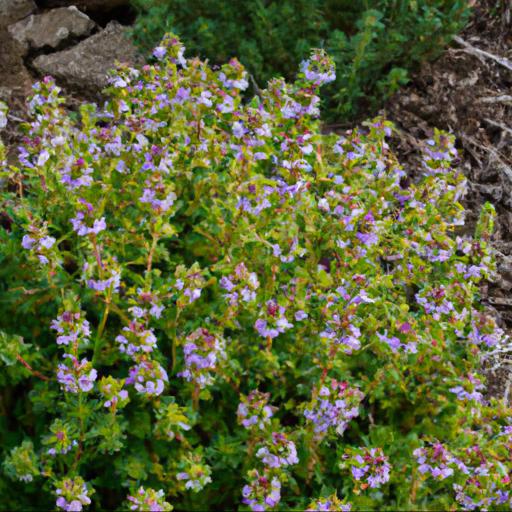 Benefits of growing thymus citriodorus variegata