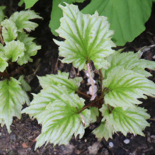 Benefits of growing tiarella cordifolia