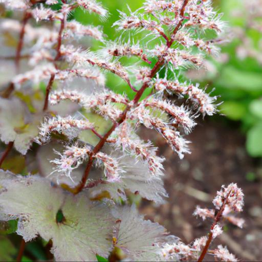 Benefits of growing tiarella iron butterfly