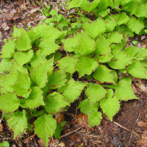 Benefits of growing tiarella sugar and spice