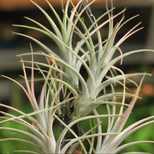 Benefits of growing tillandsia: why should you consider growing it