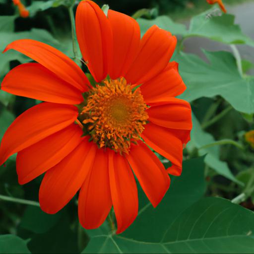 Benefits of growing tithonia rotundifolia