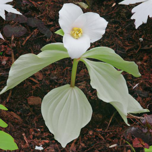 Benefits of growing trillium grandiflorum snowbunting