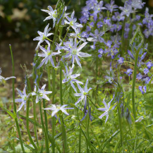 Benefits of growing triteleia laxa silver queen