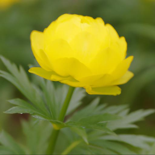 Benefits of growing trollius x cultorum alabaster