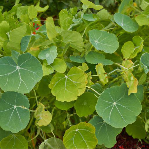 Benefits of growing tropaeolum peregrinum