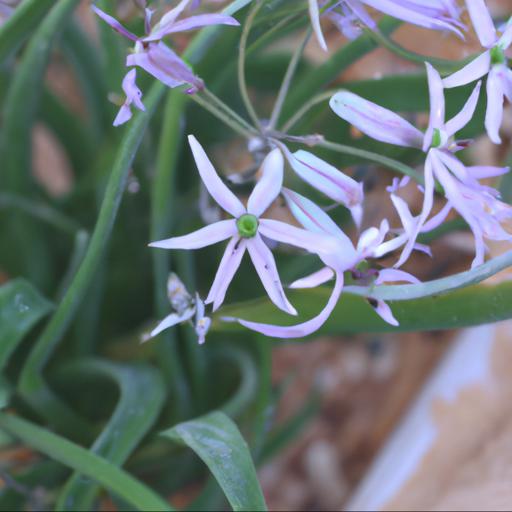 Benefits of growing tulbaghia violacea silver lace