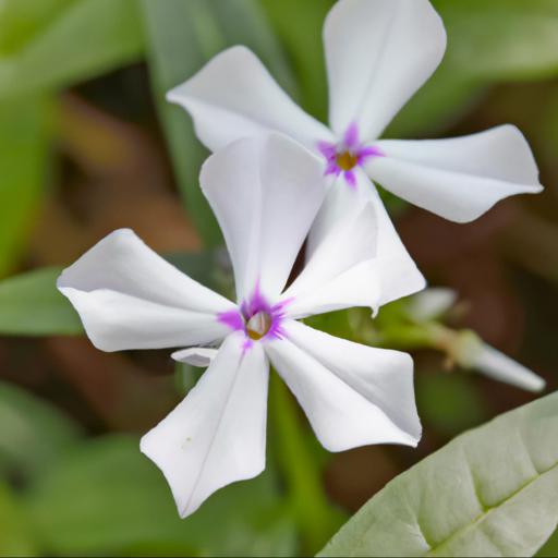 Benefits of phlox divaricata subsp