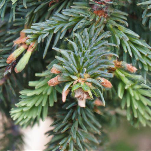 Benefits of picea abies