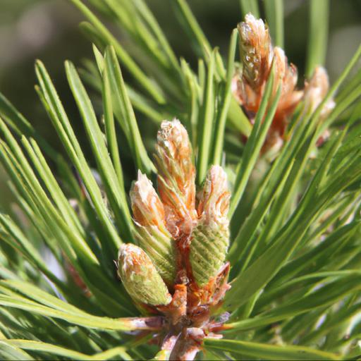 Benefits of pinus mugo