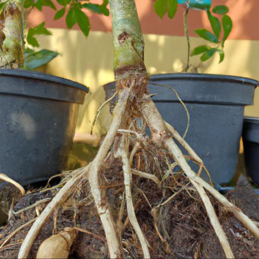 Benefits of planting bare root plants