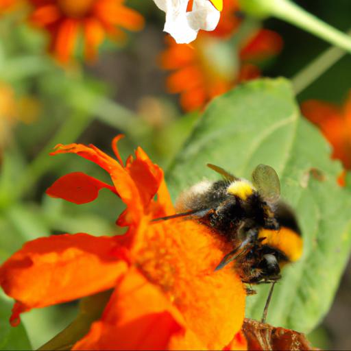 Benefits of planting flowers for bumblebees