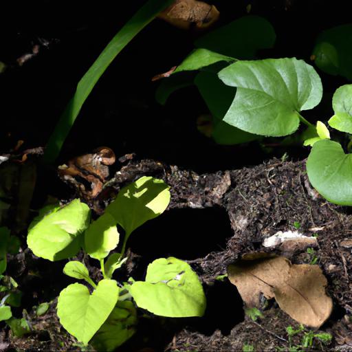 Benefits of planting in dappled shade