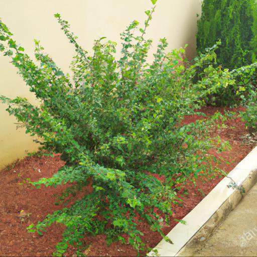 Benefits of planting shrubs in july