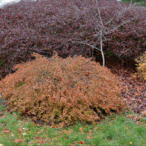 Benefits of planting shrubs in november