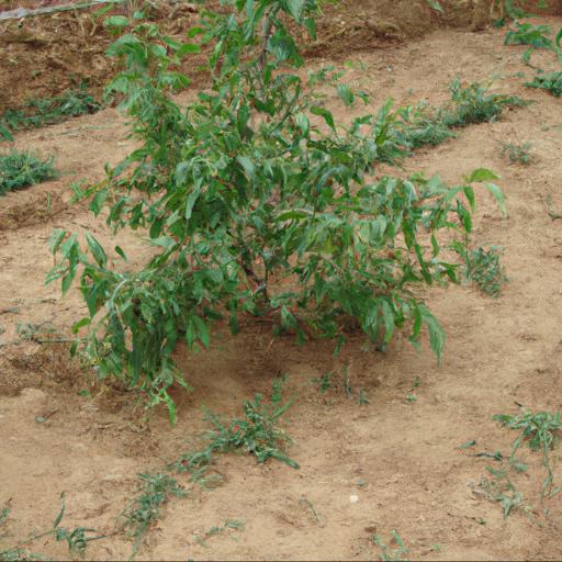 Benefits of planting small trees and shrubs in heavy and clay soils