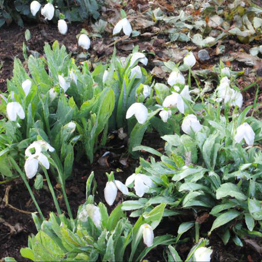 Benefits of planting snowdrops 'in the green'