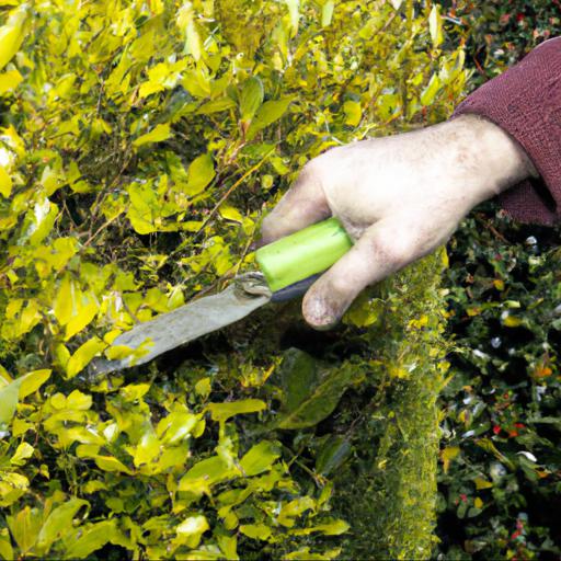 Benefits of pruning evergreen hedges