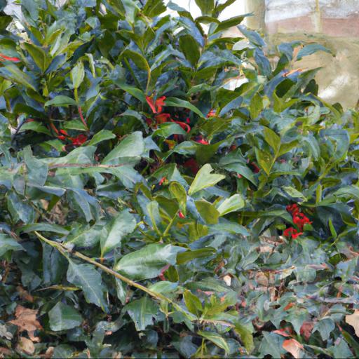 Benefits of pruning holly