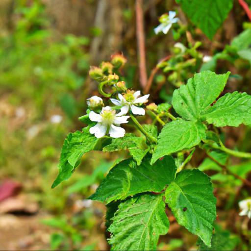 Benefits of rubus biflorus