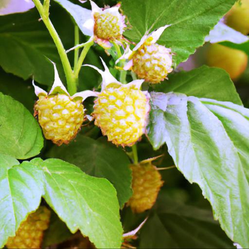 Benefits of rubus idaeus cascade delight