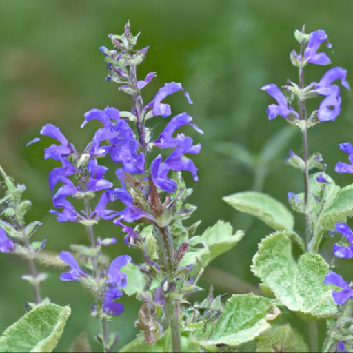 Benefits of salvia officinalis purpurascens