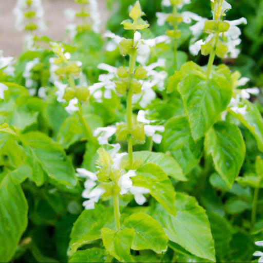 Benefits of salvia sclarea var