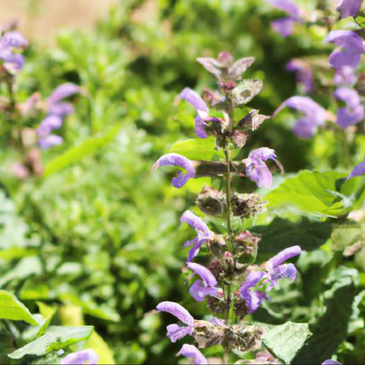 Benefits of salvia silas dyson