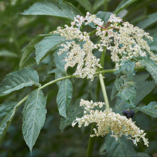 Benefits of sambucus nigra marginata