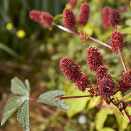 Benefits of sanguisorba menziesii