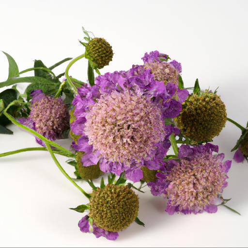 Benefits of scabiosa beaujolais bonnets