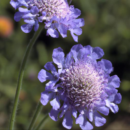 Benefits of scabiosa butterfly blue