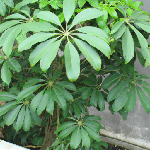 Benefits of schefflera brevipedicellata