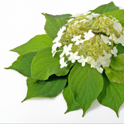 Benefits of schizophragma hydrangeoides