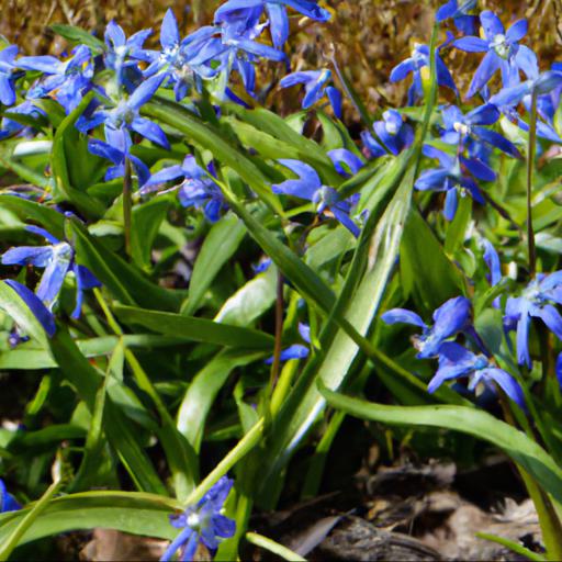 Benefits of scilla siberica: health and beauty