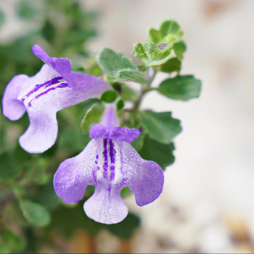 Benefits of scutellaria suffrutescens texas rose