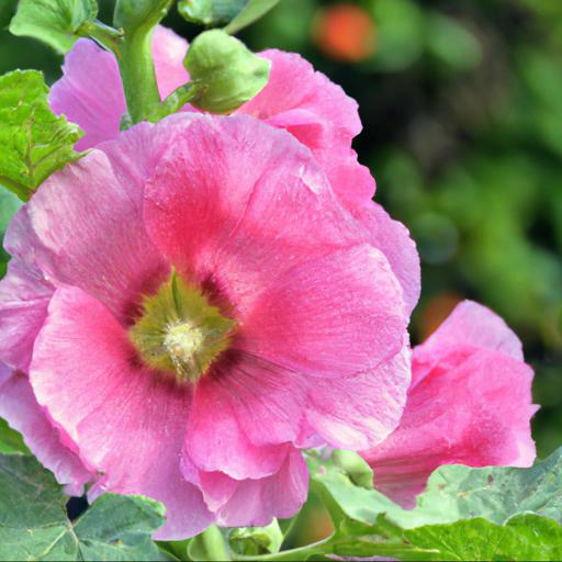 Benefits of sidalcea rose queen