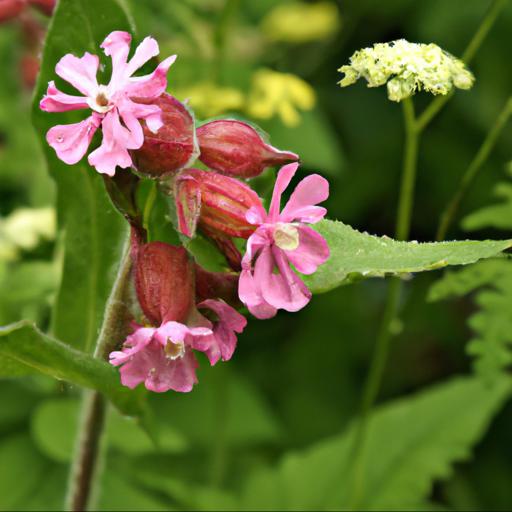 Benefits of silene dioica