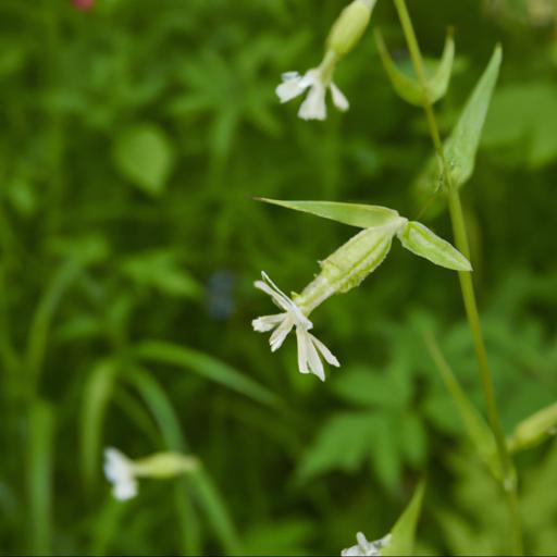 Benefits of silene uniflora alba