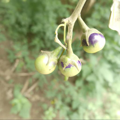 Benefits of solanum laxum album